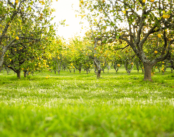 A picture of an orchard full of lemon trees