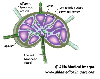A diagram showing the anatomy of a human lymph node