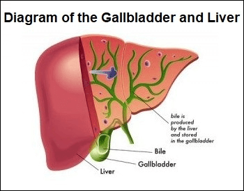 A diagram of the human gallbladder and the liver