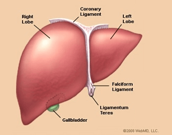 A diagram showing the parts of the human liver