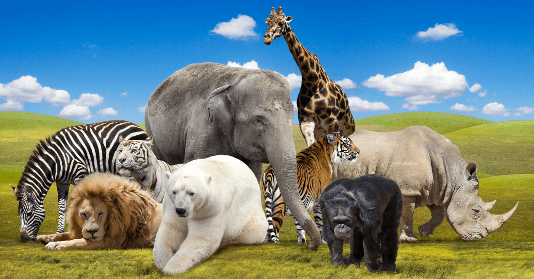 Animal Facts for Kids