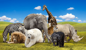 Animal Facts for Kids