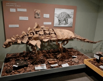 The ankylosaurus exhibit at the Moab Museum