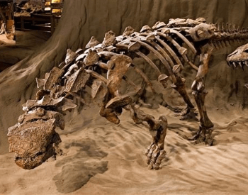 A closeup of an ankylosaurus museum exhibit.