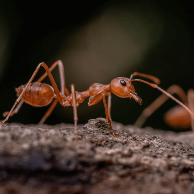 A Picture of an Ant