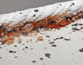 A picture of a mattress seam with bed bugs