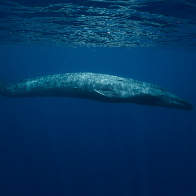 A Picture of a Blue Whale (Balaenoptera musculus)