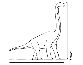 Brachiosaurus size comparison to a human