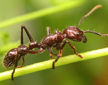 A picture of a Bullet Ant