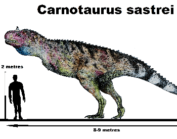 Carnotaurus and human size comparison