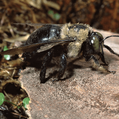 A Picture of a Carpenter Bee