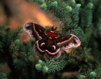 A photo of a cecropia moth on a pine tree