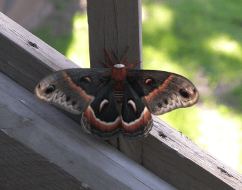 A photo of a cecropia moth on a wooden post