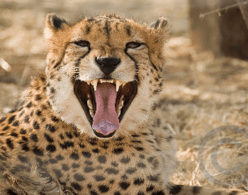 A close-up picture of a cheetah's teeth