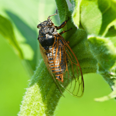 A Picture of a Cicada