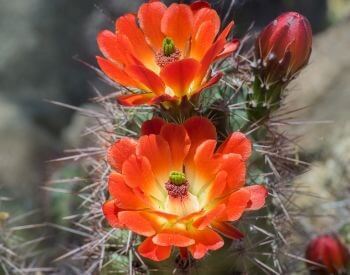 A close-up picture of a cactus flower
