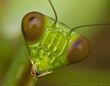 A close-up picture of the head of a praying mantis