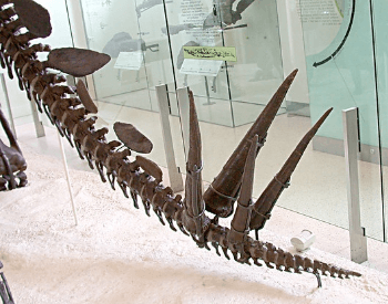 Close Up Of A Stegosaurus Tail