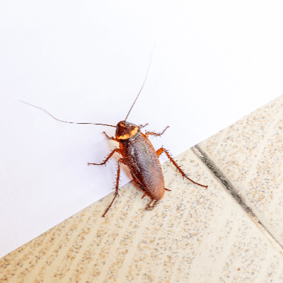 A Picture of a Cockroach