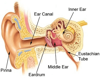A diagram of the different parts of the human ear