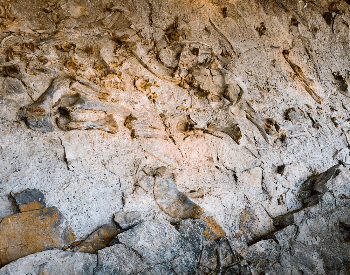 A picture of dinosaur fossils in the Morrison Formation (1 of 3)