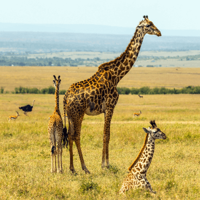 A family of giraffes