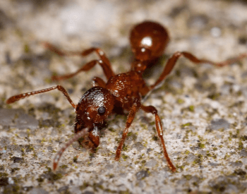 A picture of a Fire Ant