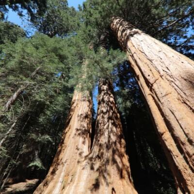 A Picture of a Giant Sequoia Tree