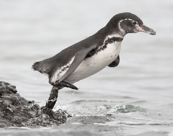 A picture of an Galapagos Penguin (Spheniscus mendiculus)