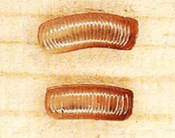 A close-up picture of two German cockroach egg cases