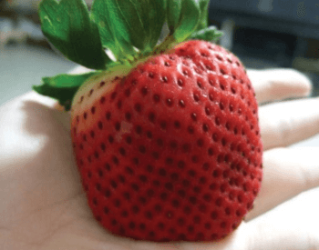 A picture of a giant strawberry