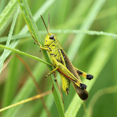 A Picture of a Grasshopper