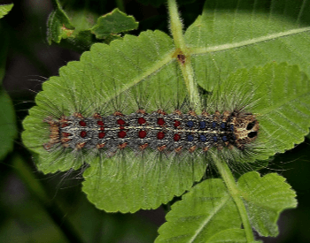 A photo of a gypsy moth (Lymantria dispar) larva