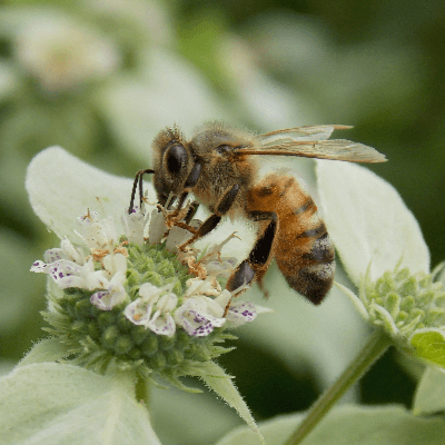 A Picture of a Honey Bee