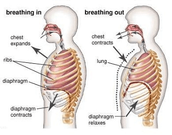 A diagram showing how humans breathe in and out