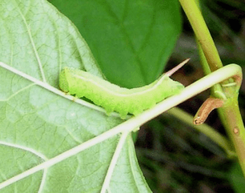 A photo of a hummingbird moth larva
