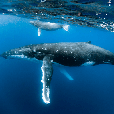 A Picture of a Humpback Whale (Megaptera novaeangliae)