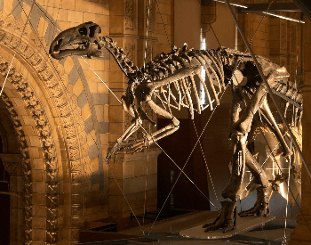 An Iguanodon skeleton exhibit