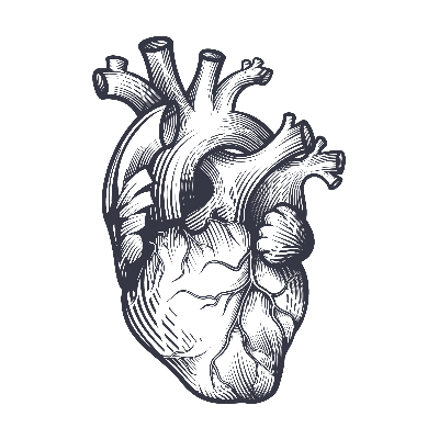 A Picture of the human heart