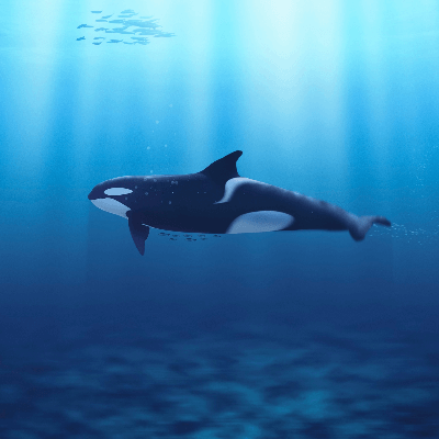A Picture of a Killer Whale (Orcinus orca)
