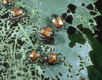 A picture of damaged caused by Japanese beetles
