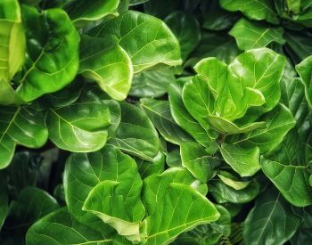 A picture of a plant's leaves