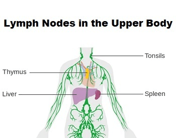 A diagram showing the location of lymp nodes in the upper body