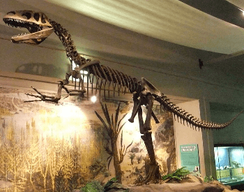 A picture of a Megalosaurus museum display
