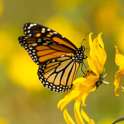 A Picture of a Monarch Butterfly
