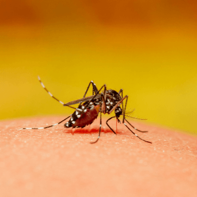 A Picture of a Mosquito