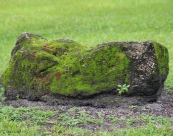 A picture of moss on a rock