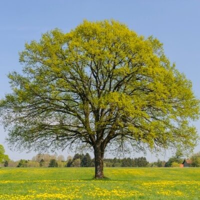 A Picture of an Oak Tree