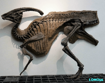 A photo of a Parasaurolophus walkeri wall exhibit.