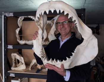 A photo of the jaw of a great white shark.